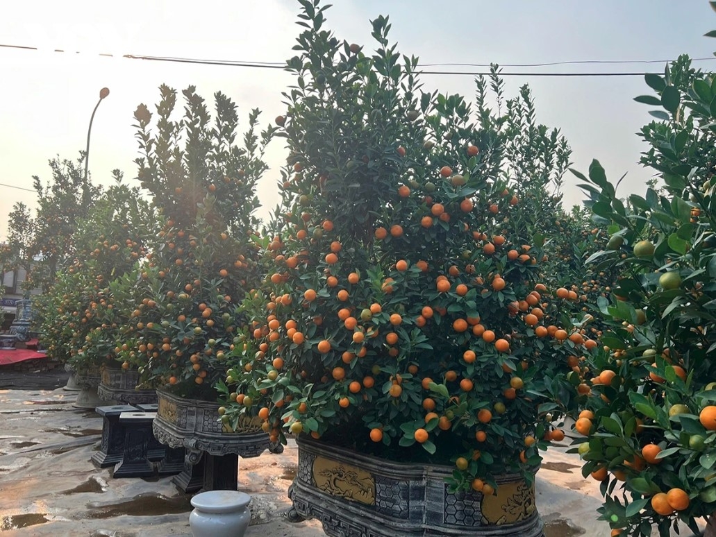 Many people in the capital are especially fond of kumquat bonsai which they use for home decoration each Tet.