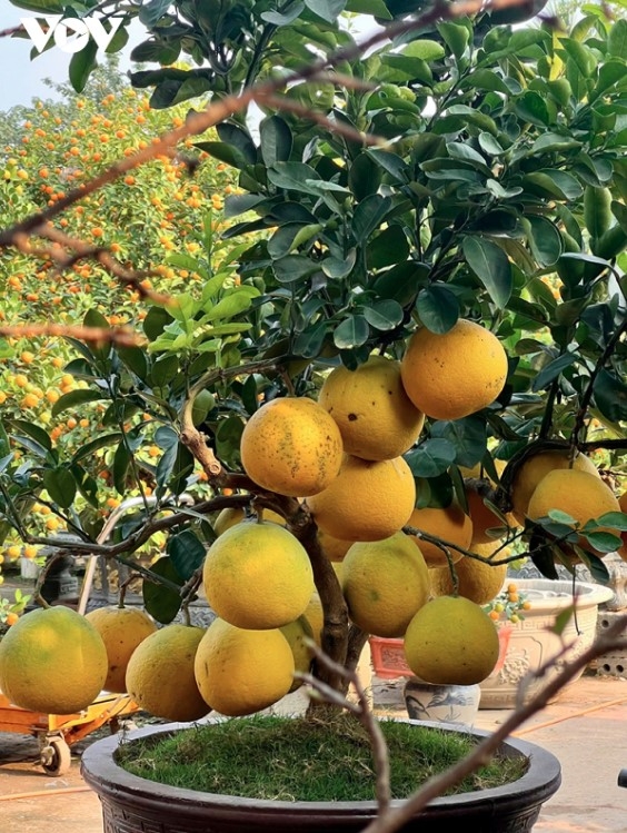 The grapefruit is one of the most popular trees every Tet.