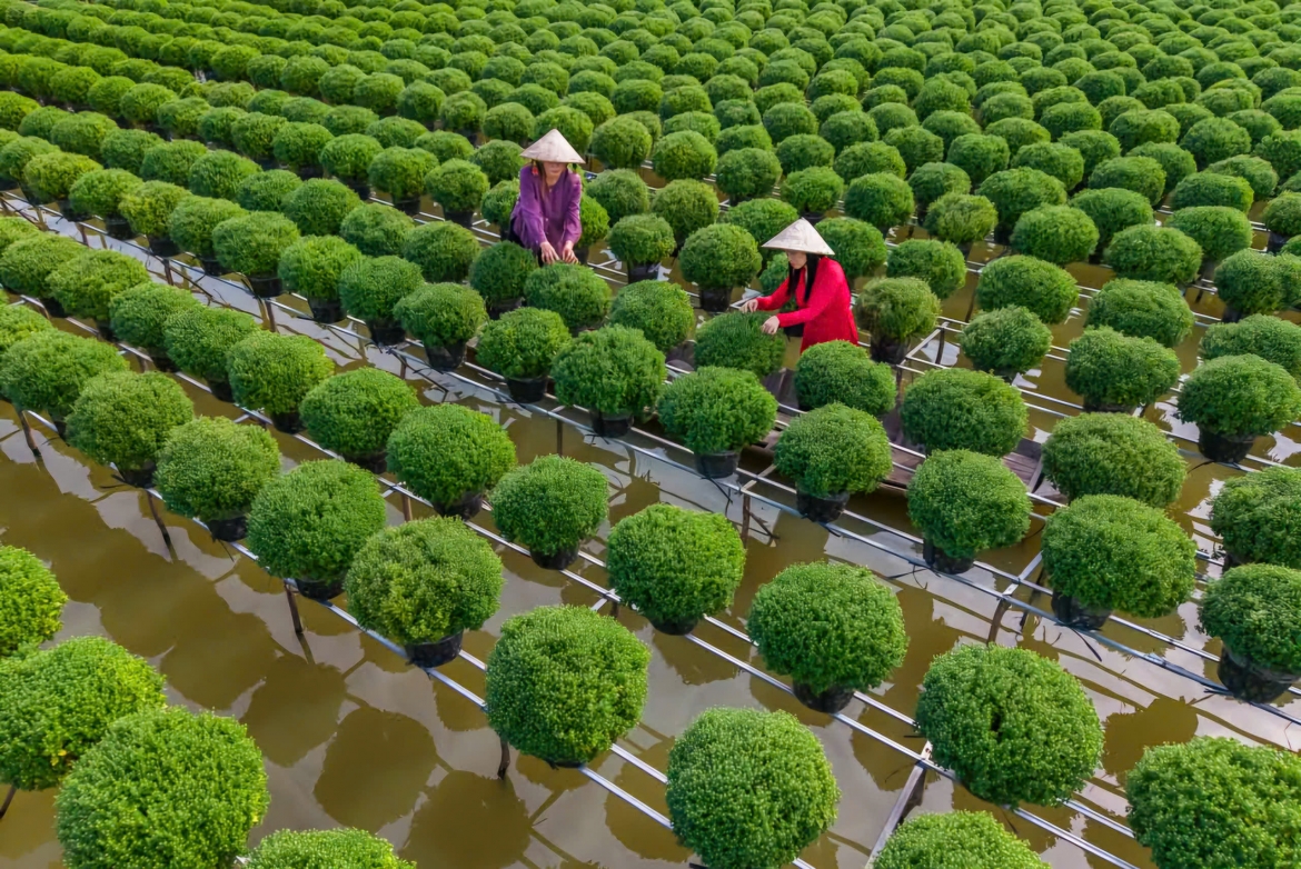 Nghề trồng hoa kiểng rất độc đáo của người dân huyện Chợ Lách, tỉnh Bến Tre