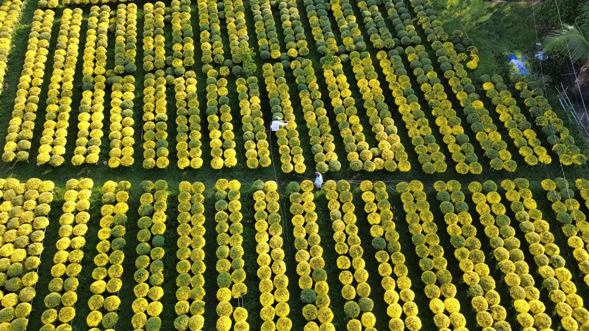 Rực sáng một góc trời hoa Tết 