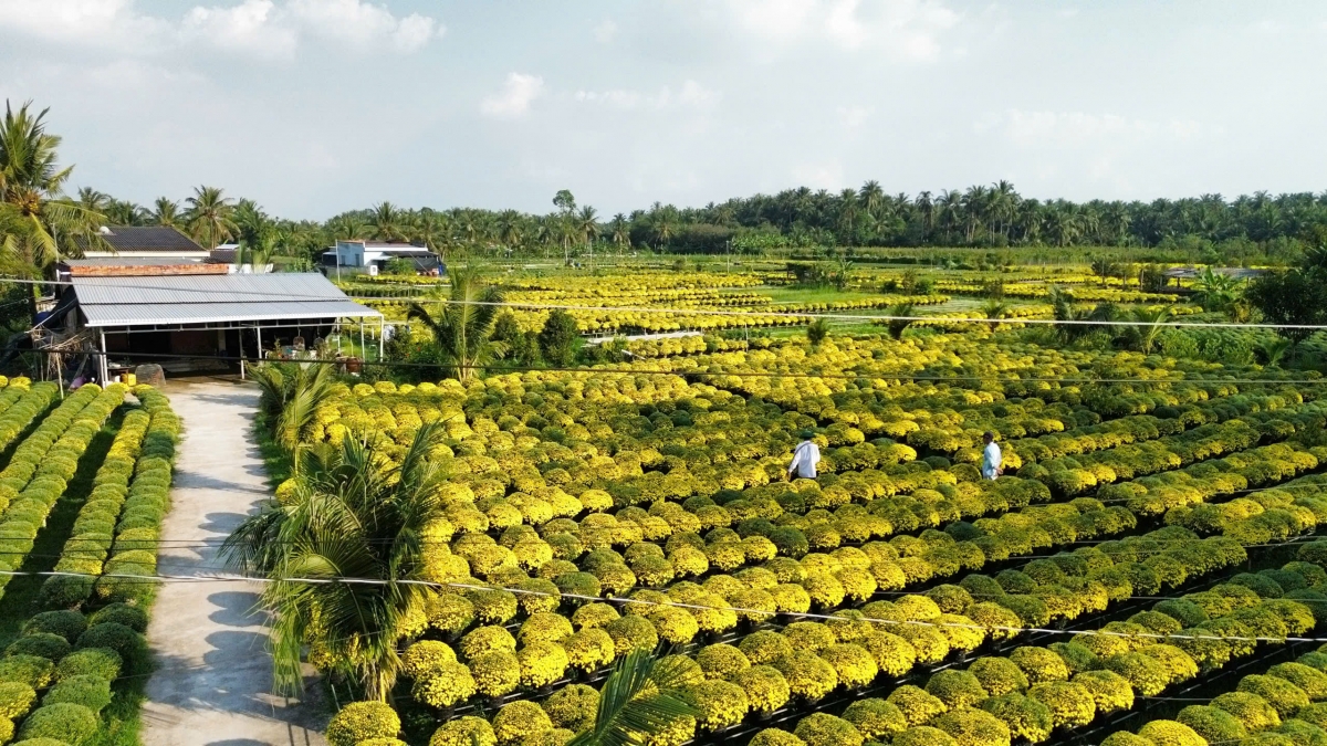 Những bày tay khéo léo của người dân đã làm nên các tác phẩm hoa kiểng thật đẹp mắt