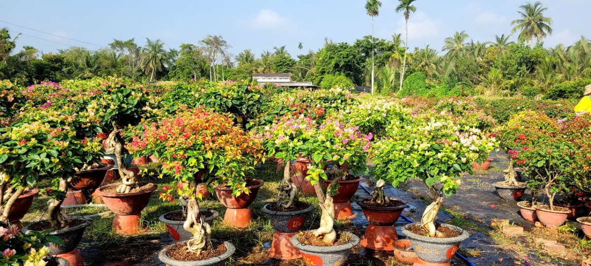 Mỗi chậu hoa giấy bon sai giá trên dưới 1 triệu đồng