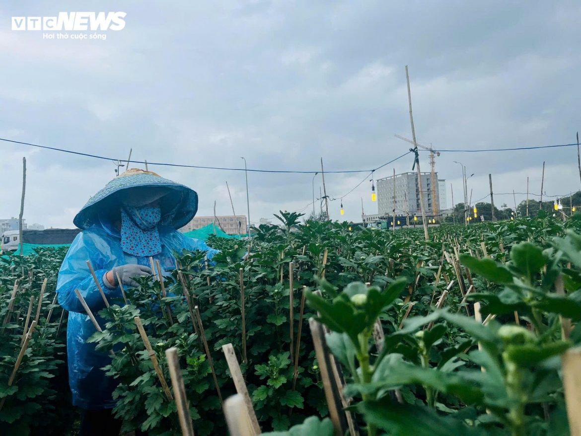 Bà Nguyễn Thị Nga (trú phường 9) cho biết, năm nay thấy tình hình kinh tế khó khăn, dự đoán sức mua kém nên bà chỉ trồng 200 chậu cúc. Không may, thời tiết mưa lạnh kéo dài khiến hoa nở muộn, có nguy cơ không kịp bán Tết. "Bình quân mỗi chậu tôi bán 350.000 đồng, giờ bán được bao nhiêu thì mừng bấy nhiêu", bà nói.