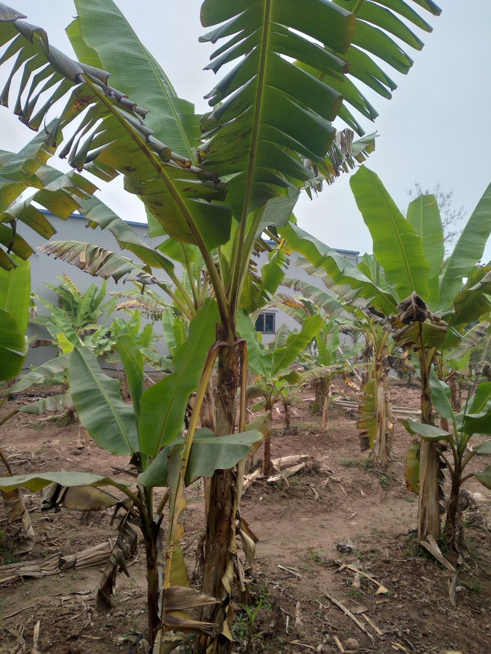 Người dân làng Đại Hoàng kể rằng: Vào thời nhà Trần, hàng năm vua Trần cùng các văn võ bá quan, cờ xí rợp trời xuôi thuyền từ Thăng Long về phủ Thiên Trường yết kiến Thái Thượng Hoàng. Một lần đến ngã 3 Tuần Vường, đoàn thuyền dừng lại. Dân các làng đổ ra mừng đón. Mọi người ai cũng mang của ngon, vật lạ để dâng tiến vua. Cặp vợ chồng nông dân nọ ở làng Đại Hoàng, vì nghèo không có vật gì quý giá dâng tiến nên rất băn khoăn. May sao trong vườn nhà còn một buồng chuối nhỏ xinh xắn đã chín, toả hương thơm ngát, họ bèn chặt hạ, đưa tiến vua với niềm cung kính mong được nhà vua thông cảm.