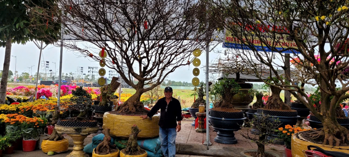 Mai cổ thụ giá khá cao, ít người chọn mua.