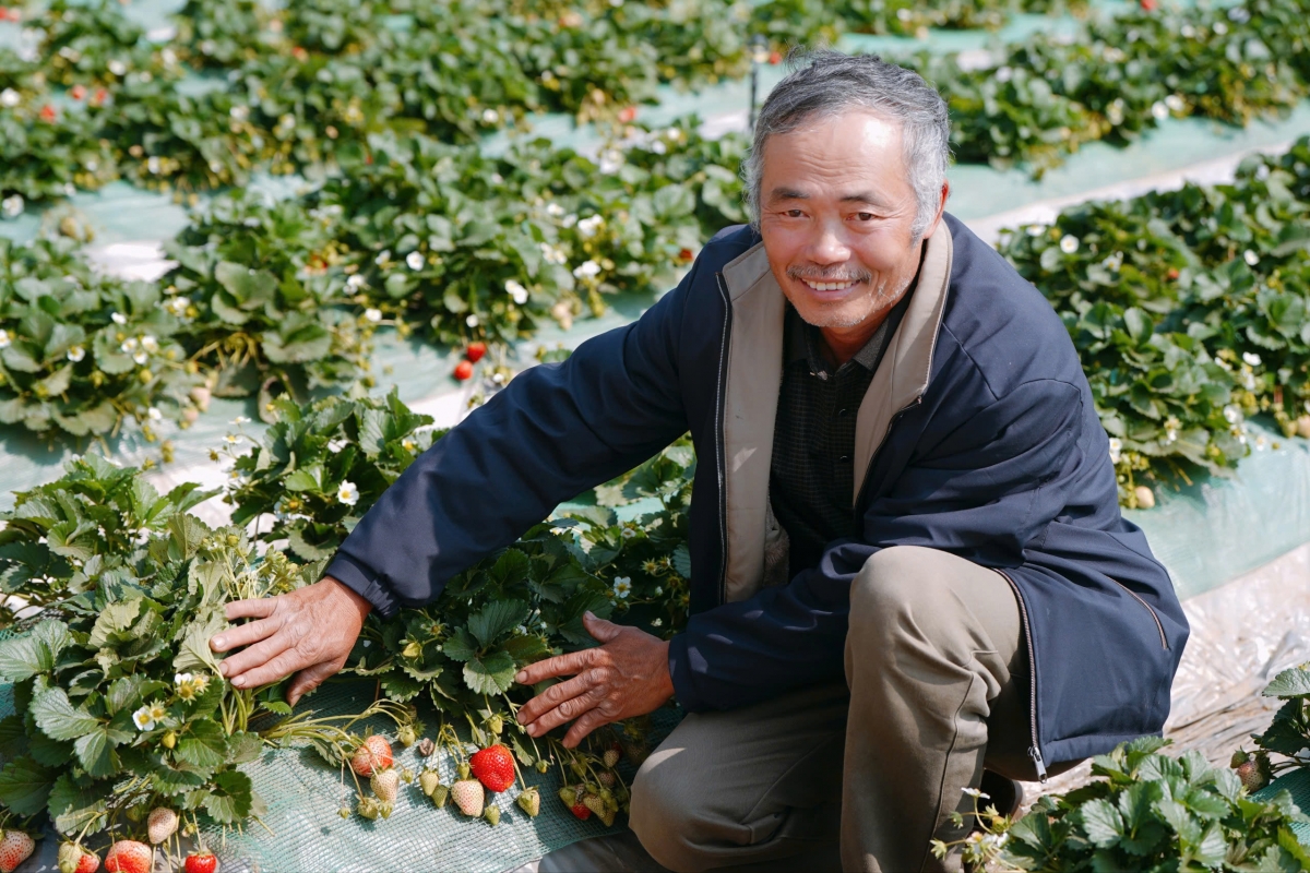 Vietnam Airlines đồng hành cùng nông sản Sơn La trên mỗi chuyến bay