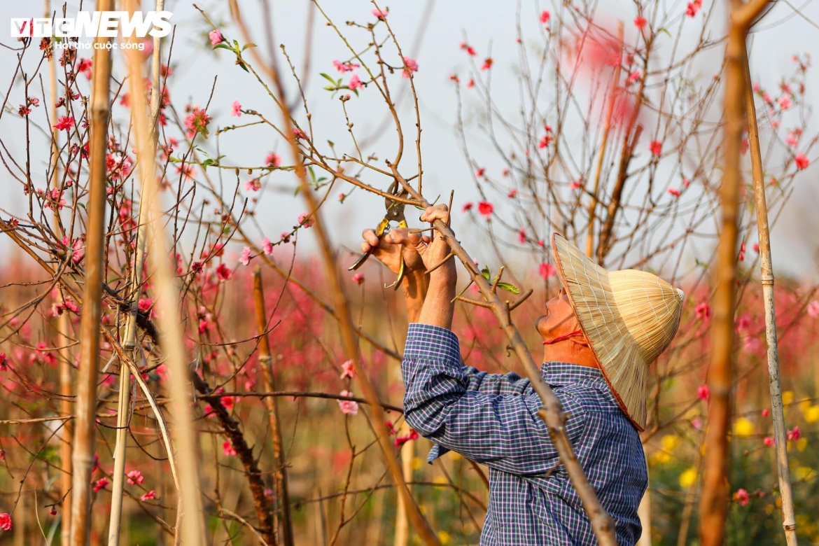 "Trong đợt bão vừa rồi, nhà tôi cũng mất nửa vườn đào, mà năm nay kinh tế cũng khó khăn nên buôn bán ế ẩm hơn", người này nói thêm.