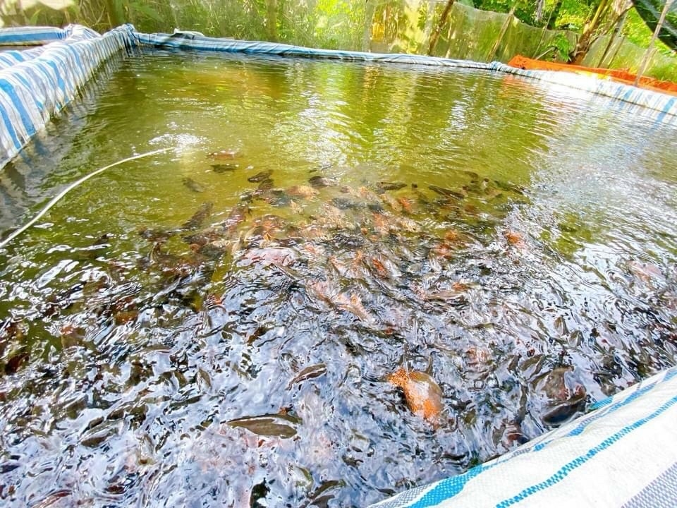 Hiện tại, trang trại nuôi cá tai tượng da beo của anh Thức đã mở rộng hơn 1.000m2, với hơn 70 bể nuôi