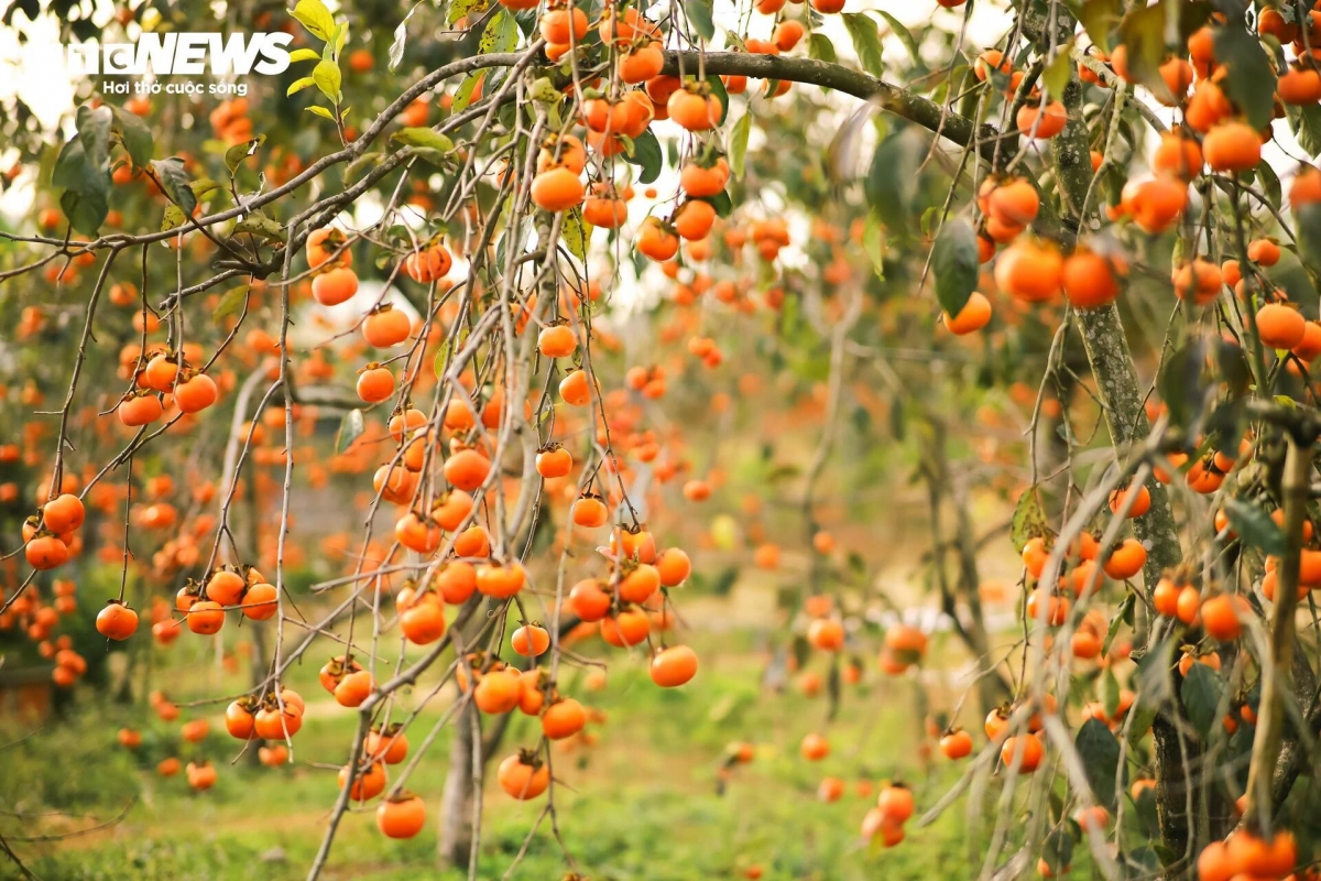 Mùa hồng kéo dài từ tháng 9 đến hết tháng 2 năm sau. Thời điểm đẹp nhất là vào tháng 11.