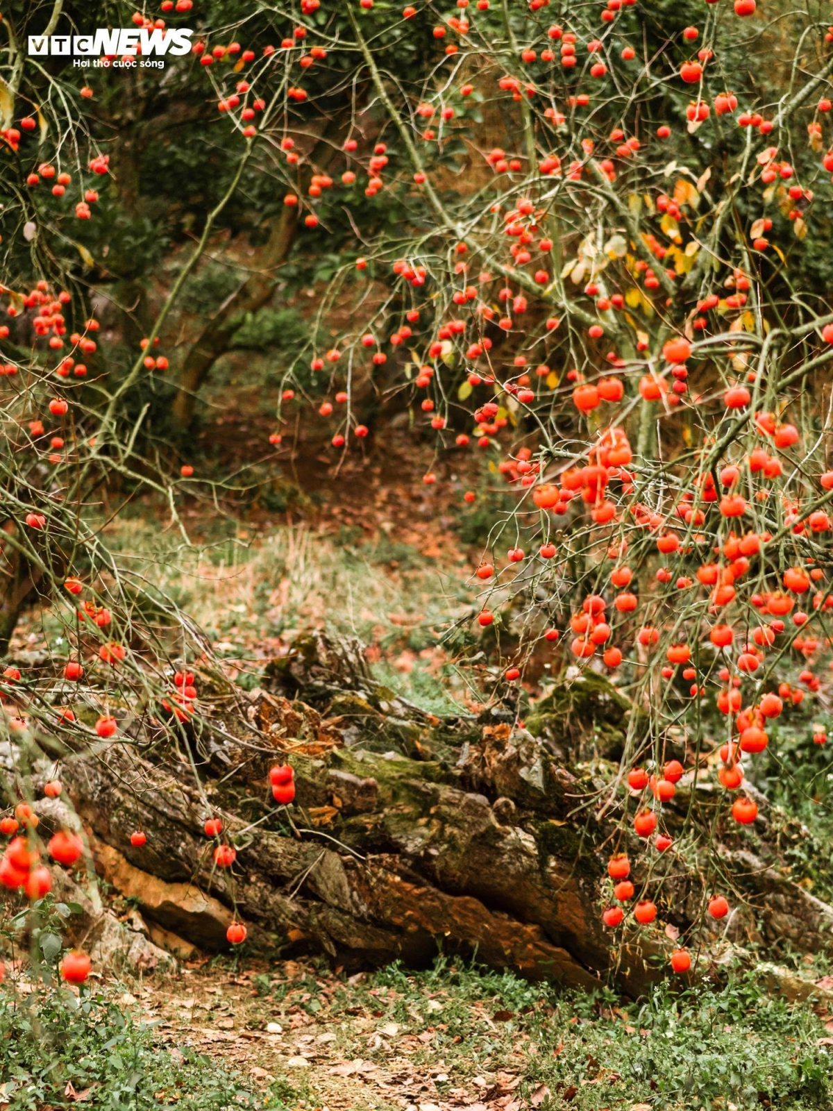 Mộc Châu, Sơn La là điểm đến thu hút du khách bởi khí hậu mát mẻ, ôn hòa, hoa trái quanh năm tươi tốt. Những ngày cuối năm, Mộc Châu như khoác lên mình chiếc áo mới bởi sắc màu vàng cam ấm áp của những chùm hồng treo lủng lẳng trên cành.