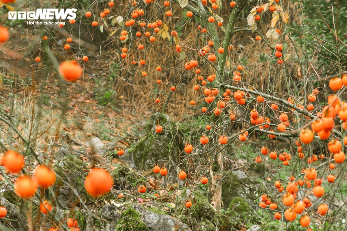 Từ tháng 4 hồng bắt đầu kết quả, sau 4-5 tháng chăm sóc sẽ thu hoạch. Lúc này, quả hồng có màu vàng cam, chưa chín đỏ hẳn nhưng vị đã giòn ngọt. Khách có thể mua về ăn tươi hoặc để hồng chuyển sang màu cam đỏ làm món hồng treo gió cũng rất ngon.