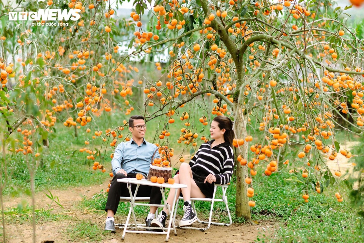 Những trái hồng vàng, đỏ lúc lỉu trên cành trở thành bối cảnh chụp ảnh lý tưởng, thu hút du khách về với Mộc Châu những tháng cuối năm.