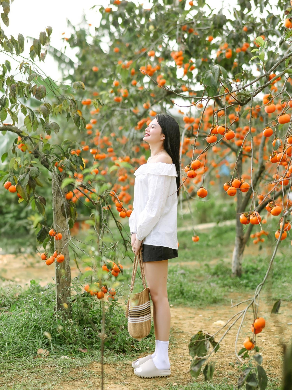 Trên cung đường từ thị trấn Nông Trường vào xã Tân Lập có nhiều vườn hồng trĩu quả, phục vụ du khách tham quan chụp ảnh tại các tiểu khu Bản Ôn, Pa Khen... Hiện tại, giá vé tham quan vườn hồng dao động từ 20.000 đồng tới 30.000 đồng/người, quả hái được sẽ tính riêng theo kg. Tuy nhiên cũng có một số vườn không tính vé vào cửa, chỉ tính tiền hồng khách đã mua.