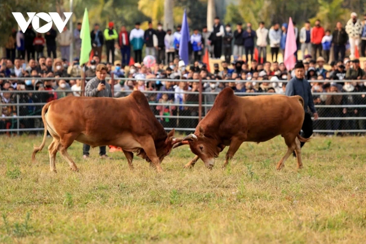 The traditional bull fighting festival in the northwestern mountainous province of Dien Bien is held annually on the second day of the Lunar New Year. It is a unique cultural event, drawing tens of thousands of spectators. Dozens of bulls compete in thrilling matches, showcasing their strength and skills throughout the competition.
