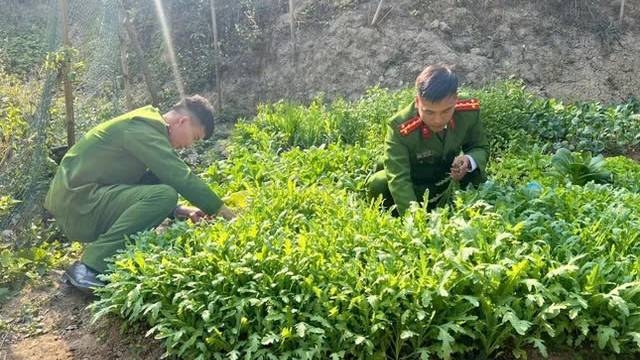 Vườn cây thuốc phiện ông Việt trồng trái phép bị lực lượng chức năng phát hiện. Ảnh: Công an cung cấp