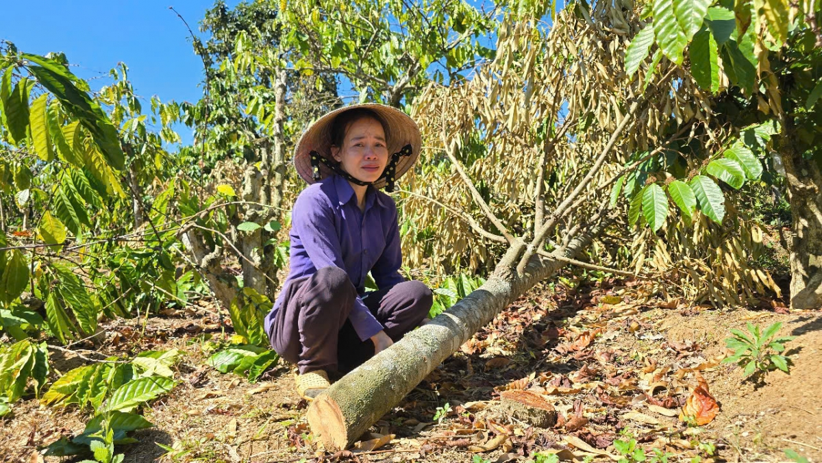 Chị Thanh khóc bên vườn cà phê bị huỷ hoại.