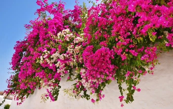 Hoa giấy là một trong những loại cây cảnh được ưa chuộng nhất Việt Nam. (Ảnh: Hoacuatui)