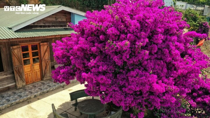 Hoa dễ là loại cây dễ trồng, ít sâu bệnh và phát triển nhanh.