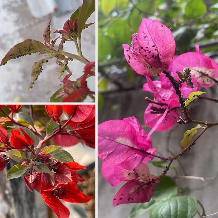 Rệp thường xuất hiện trên phần ngọn của cây hoa giấy. (Ảnh: Hoagiaydep).