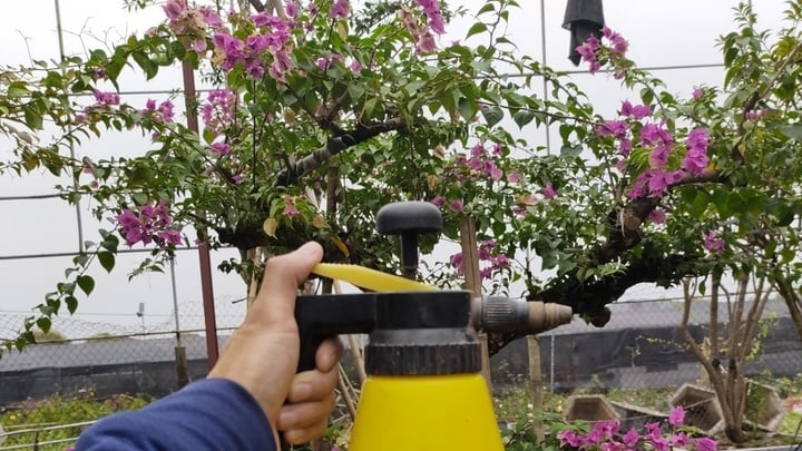 Có nhiều cách để trị rệp trên cây hoa giấy.