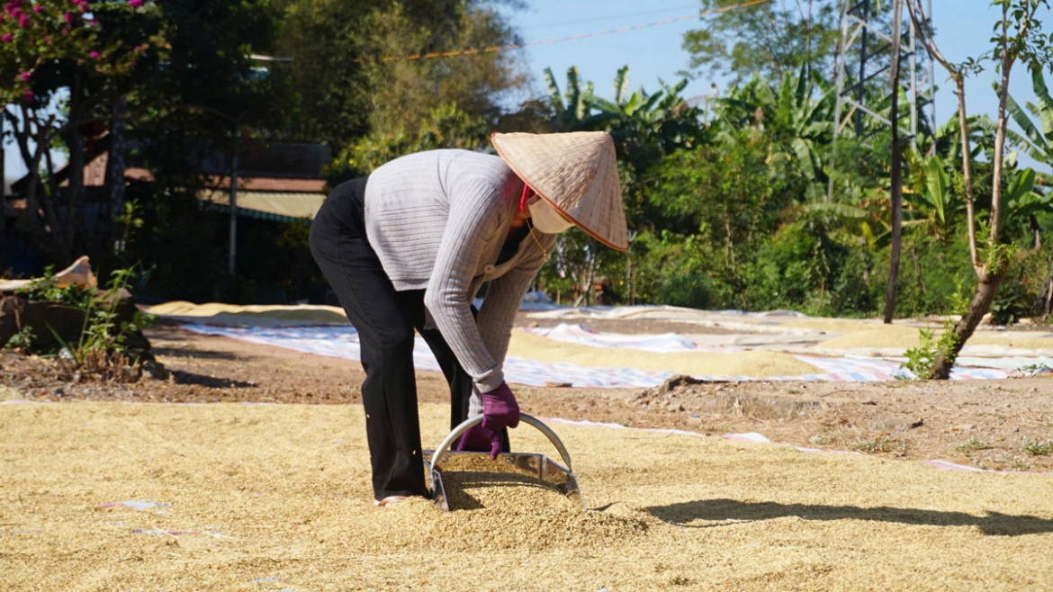 Nông dân phấn khởi khi tăng nhiều vụ và giá lúa ổn định (Ảnh: ĐC)