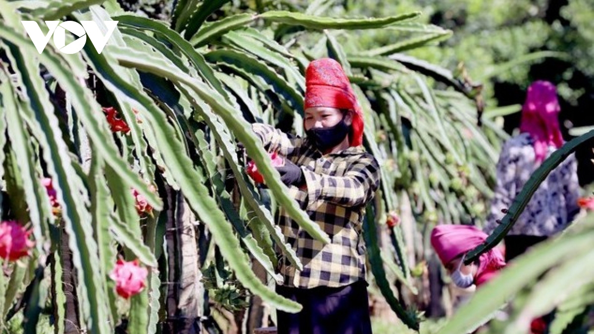Nông dân huyện Thuận Châu chăm sóc Thanh Long ruột đỏ