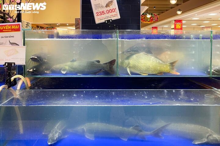 Các loại cá, hải sản từ đông lạnh đến tươi sống được bày bán phong phú. Đây là mặt hàng được nhiều người mua vì sau Tết giá cá tại chợ thường bị đẩy lên rất cao.