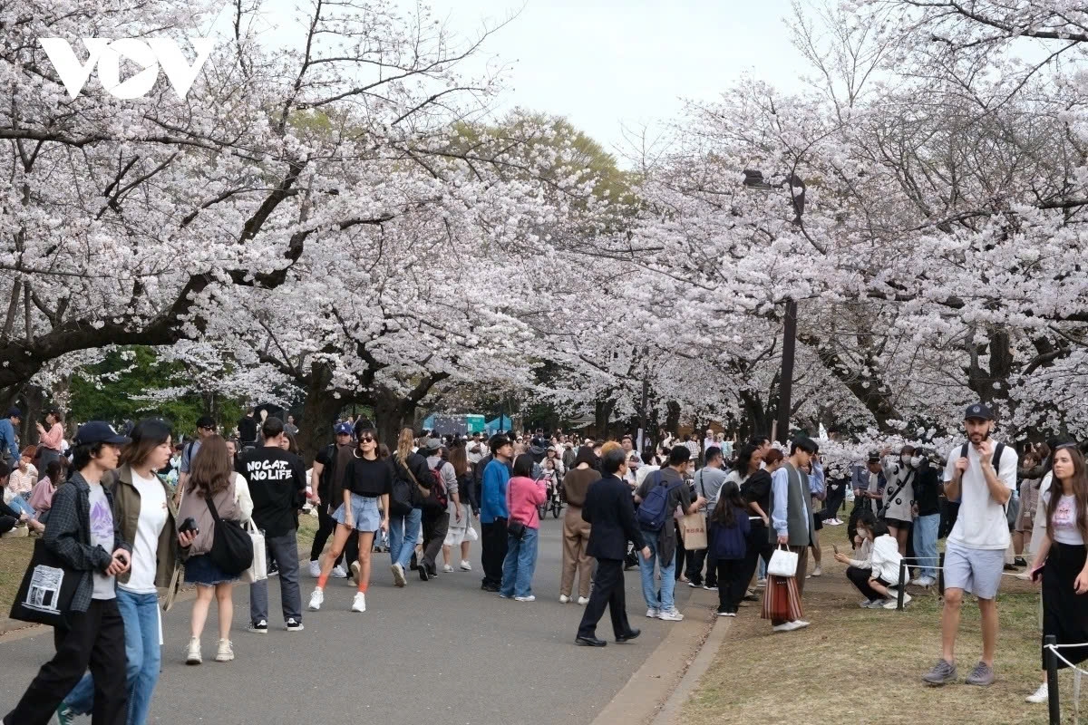 Nhật Bản thu hút rất đông du khách mỗi dịp hoa anh đào nở