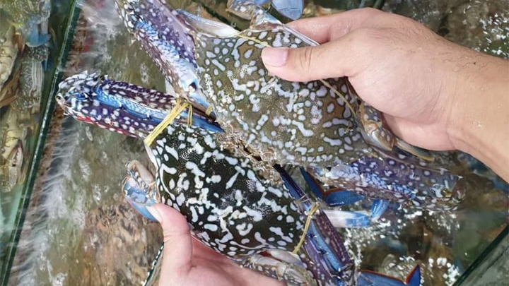 (Ảnh: Hải sản Ông Châu)