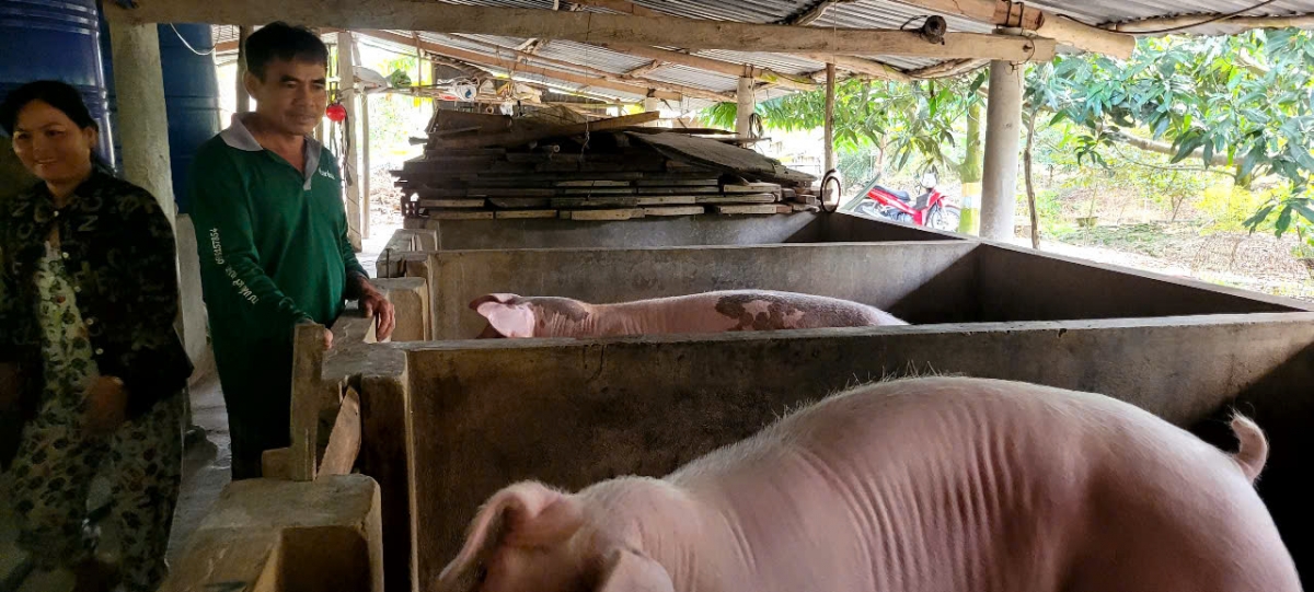 Tiền Giang có đàn heo khá lớn, vấn đề kinh doanh, giết mổ heo cần được chính quyền và ngành chức năng quản lý chặt chẽ