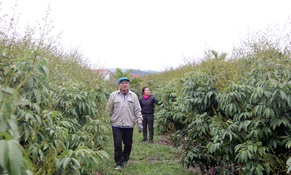 Người dân xã Phúc Hòa (huyện Tân Yên, Bắc Giang) kiểm tra vải thiều sớm