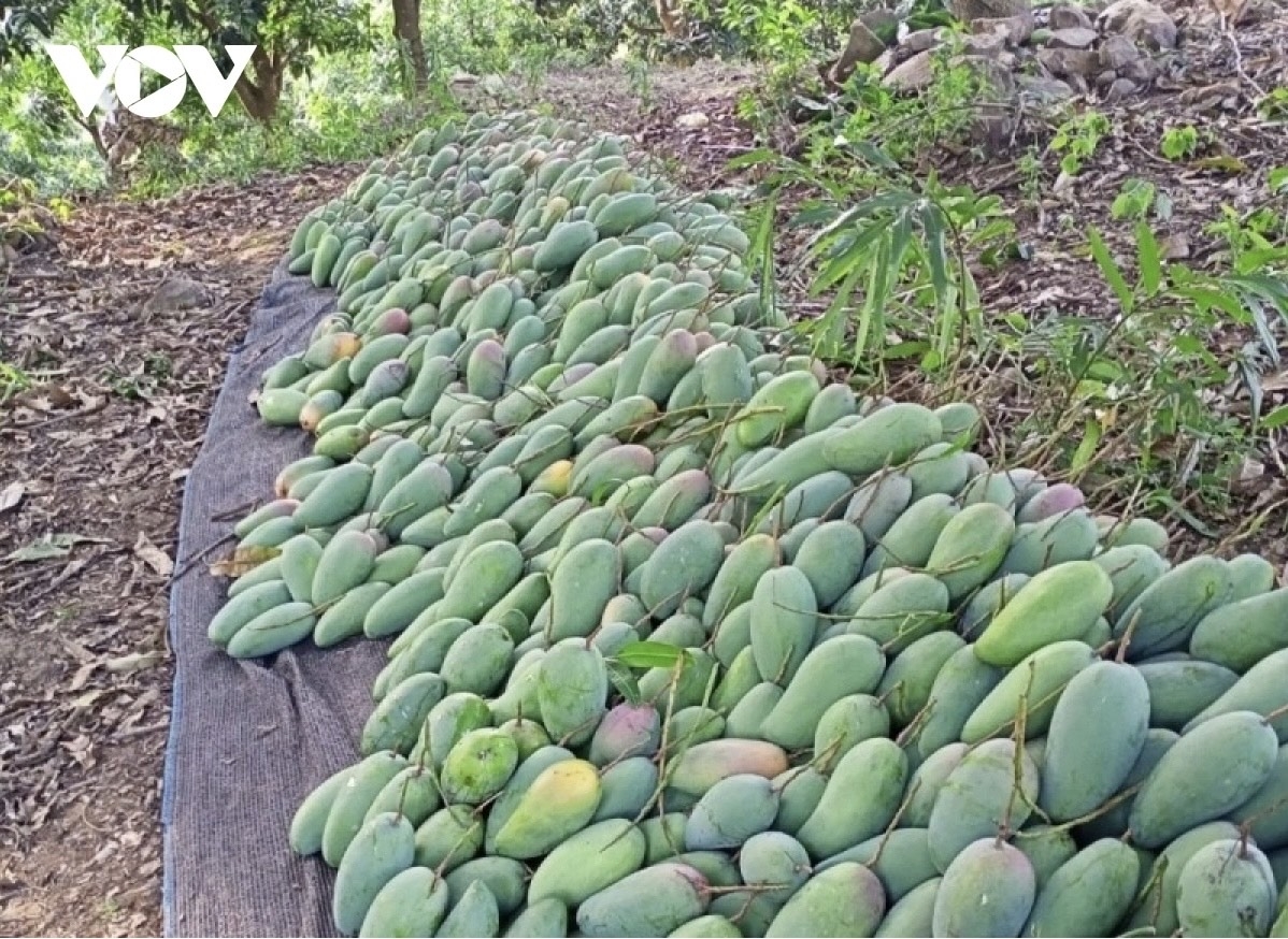 Năm nay, sản lượng xoài ở Mường La ước đạt gần 5.500 tấn
