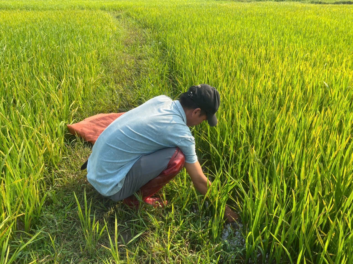 Các địa điểm được lựa chọn để đặt bẫy là những cánh đồng có nước vừa phải và nhiều bùn