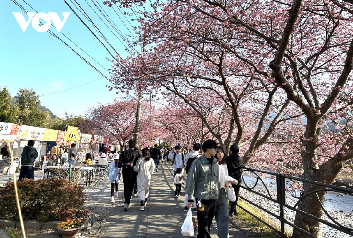 Lễ hội hoa anh đào Kawazu tại Nhật Bản. Ảnh: VOV-Tokyo