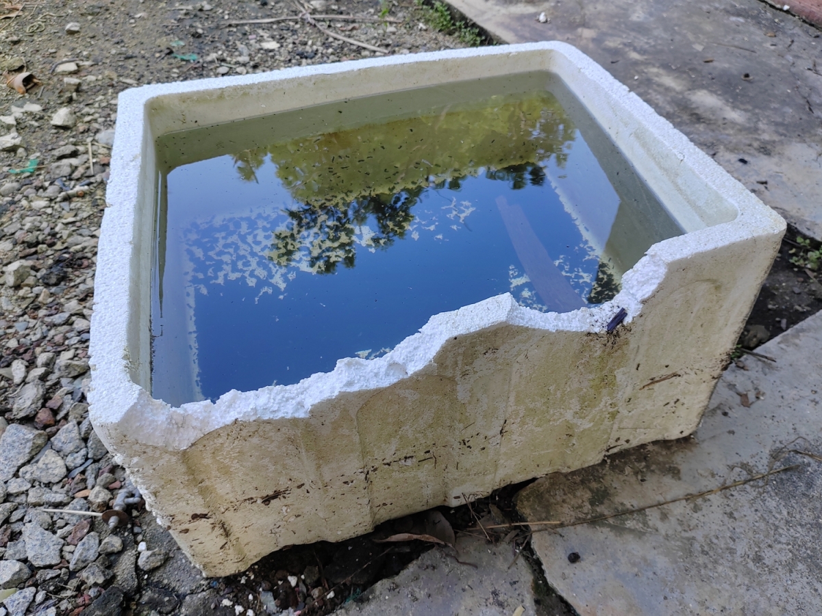 Ổ nước đọng ở các vật chứa tạo điều kiện thuận lợi cho muỗi vằn phát triển