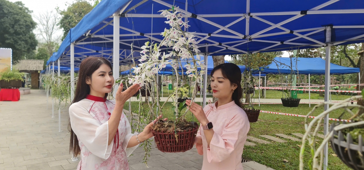 Triển lãm Trưng bày Hoa lan nghệ thuật Toàn quốc lần thứ II tại Đền Hùng.