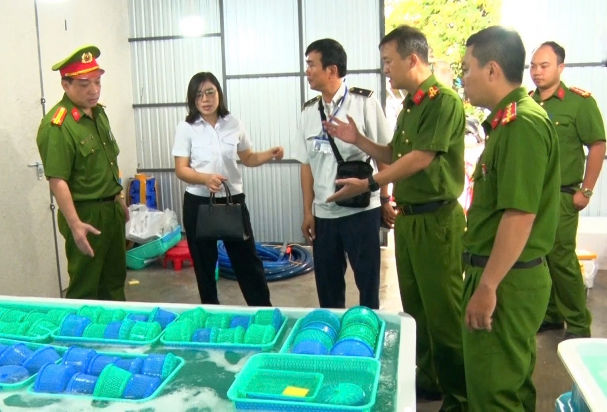 Lực lượng chức năng phát hiện số lượng lớn tôm hùm giống không rõ nguồn gốc.