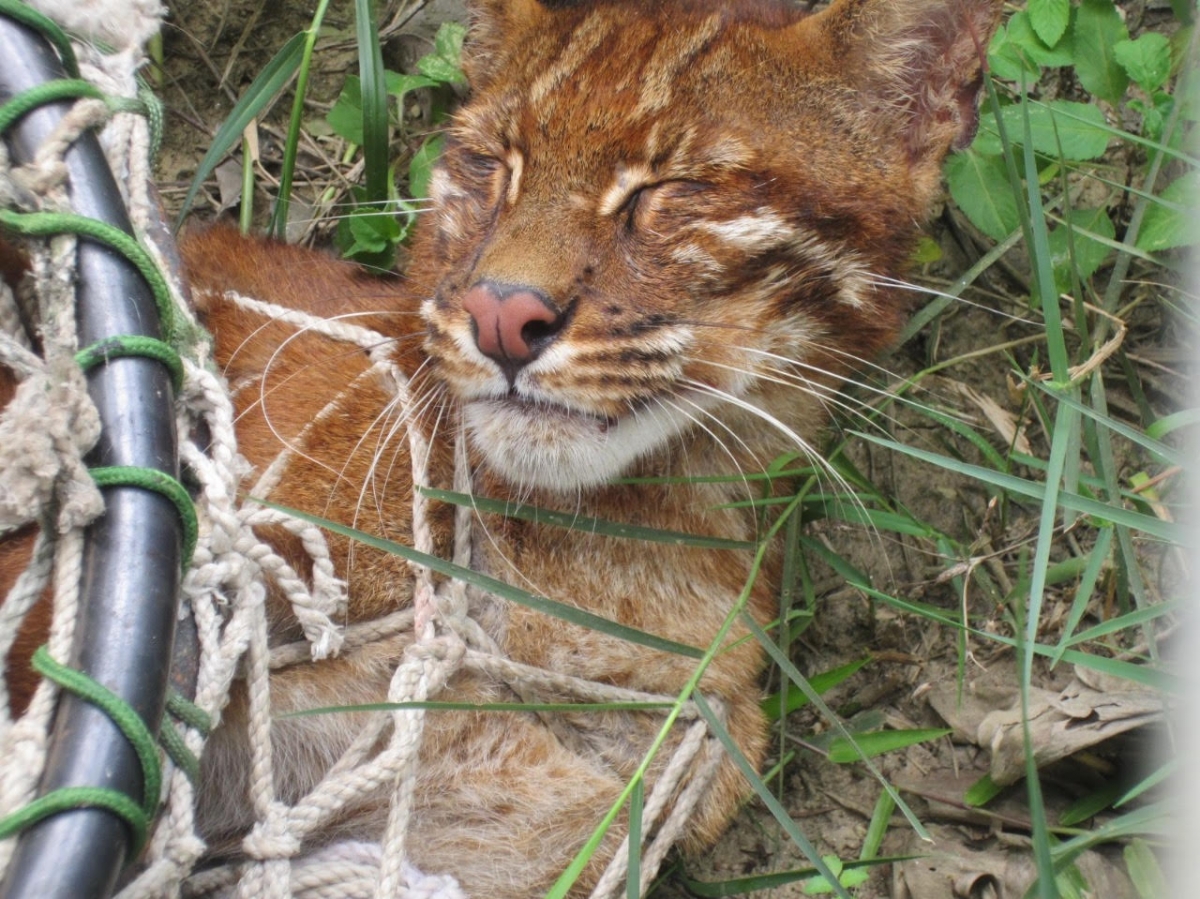 Ảnh minh họa beo lửa, rái cá, cầy mực