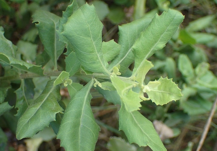 Cúc tần là cây thân thảo, mọc thẳng, cao khoảng 1-2 m (Ảnh minh hoạ)