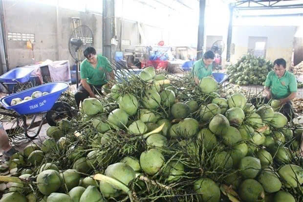 Dừa tươi tăng giá kỷ lục, lên 21.000 - - 22.000 đồng/quả những ngày gần đây. Ảnh: TTXVN.