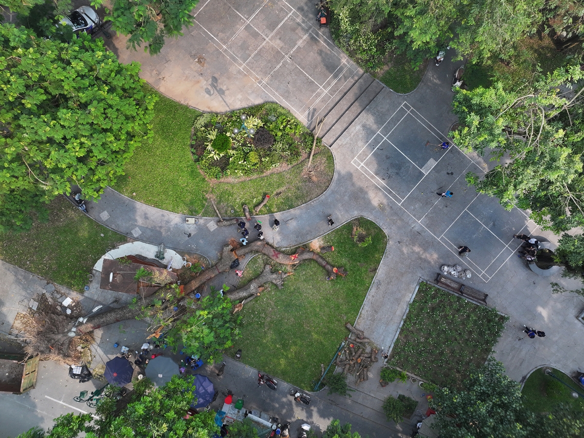 Hình ảnh cây đổ sau bão Yagi