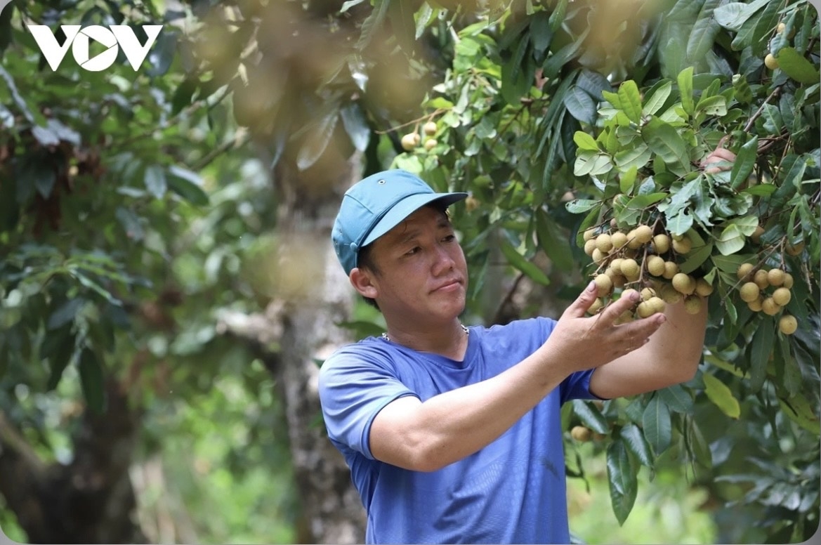 Năm nay, Sơn La dự ước được mùa nông sản, với sản lượng xấp xỉ 400.000 tấn