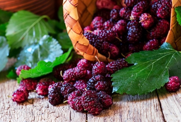 Dâu tằm đem lại loạt lợi ích sức khỏe đáng kinh ngạc. Ảnh: Getty Images