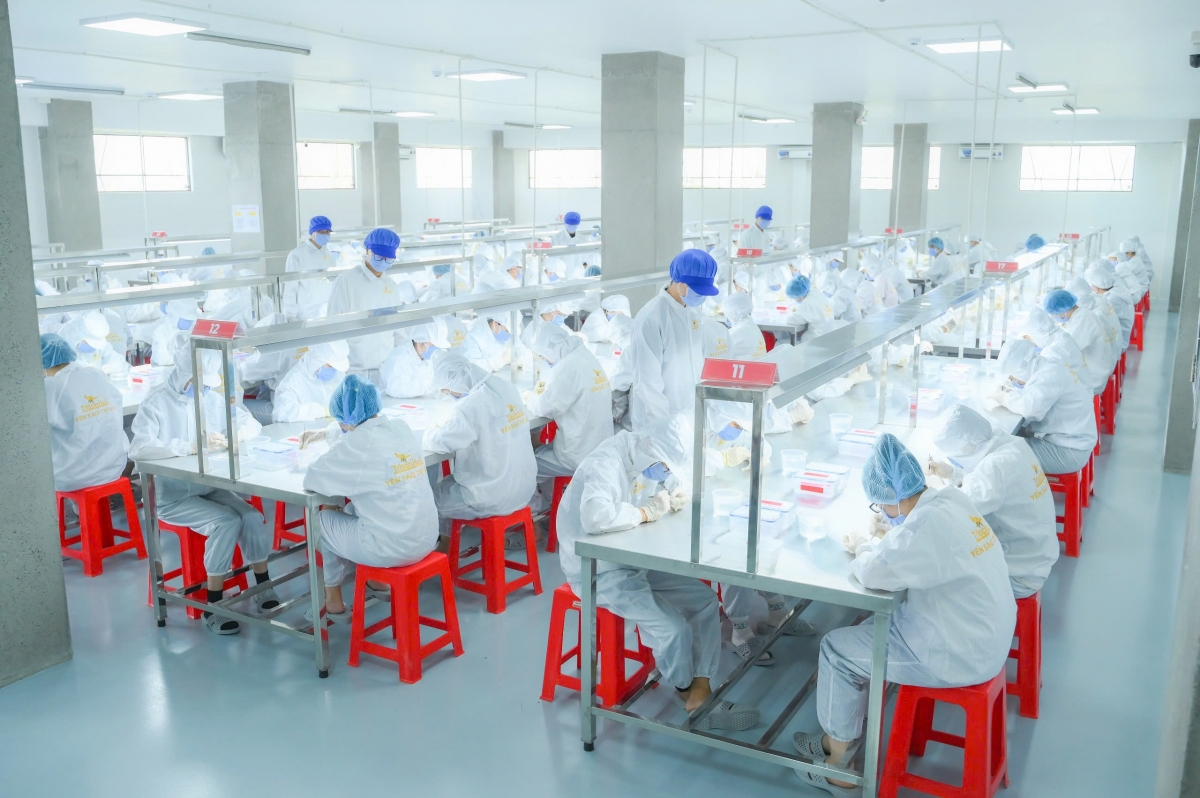 Xưởng sơ chế tổ yến của công ty Trí Sơn