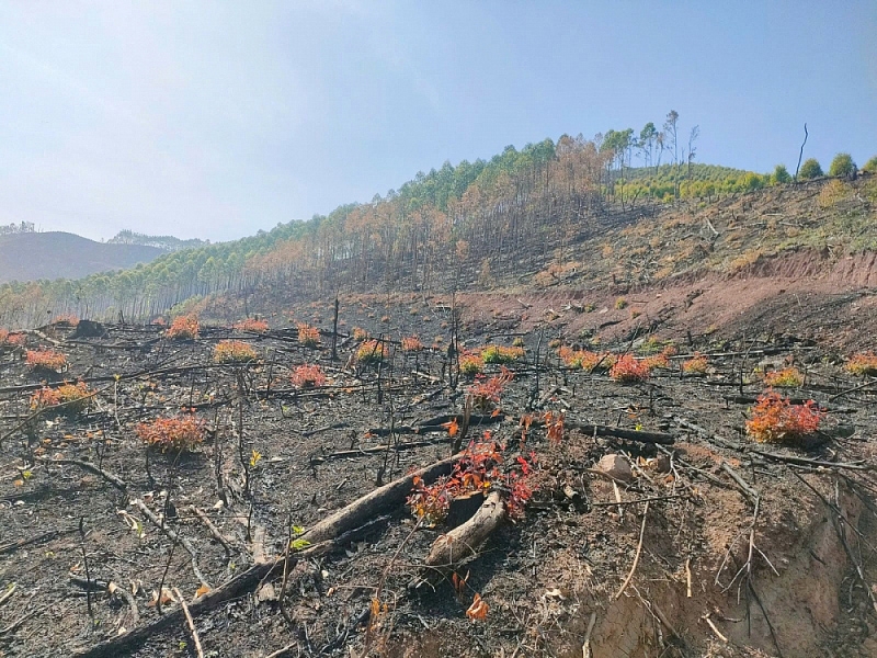 Một khoảnh rừng ở thôn Vĩnh Hồng, xã Lục Sơn (Lục Nam) quản lý, bảo vệ bị chặt phá nghiêm trọng gây bức xúc dư luận