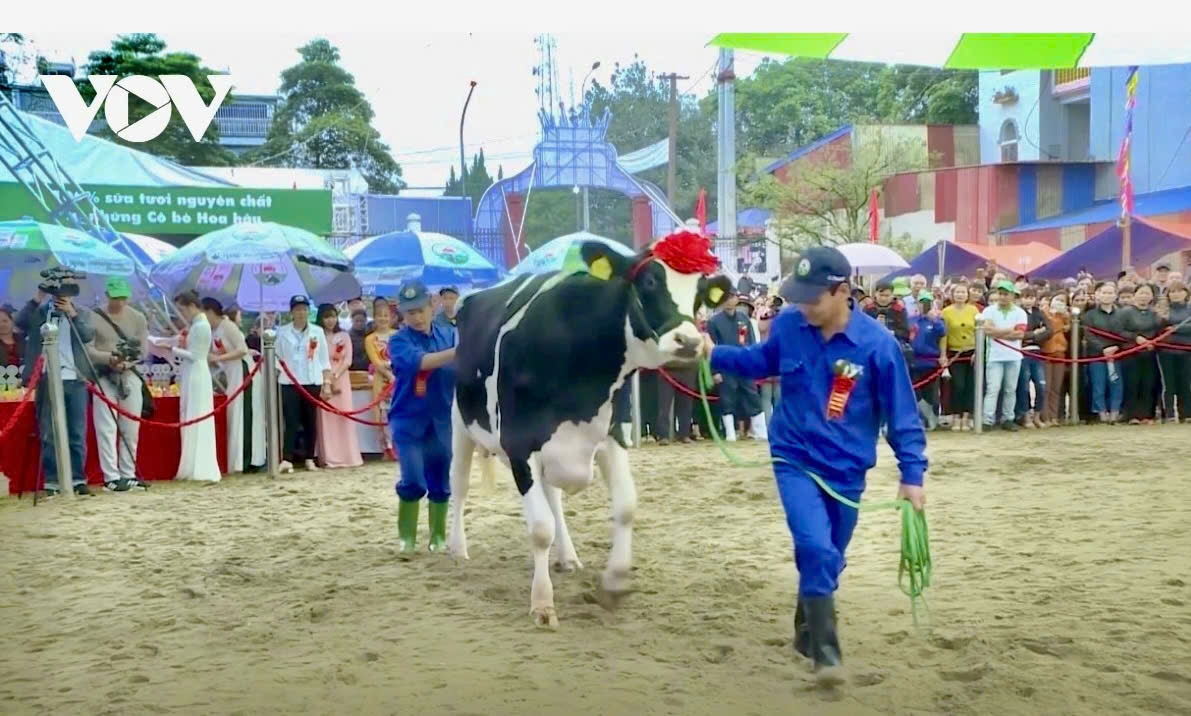 Hàng năm, thị xã Mộc Châu đều tổ chức hội thi "Hoa hậu bò sữa" để tôn vinh, khuyến khích người chăn nuôi tạo ra những cô bò cho sản lượng sữa cao