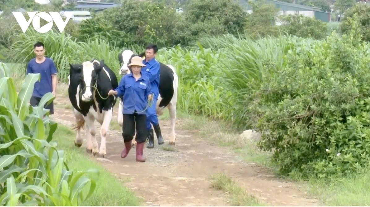 Nhiều hộ dân ở Mộc Châu đã trở thành tỷ phú từ chăn nuôi bò sữa