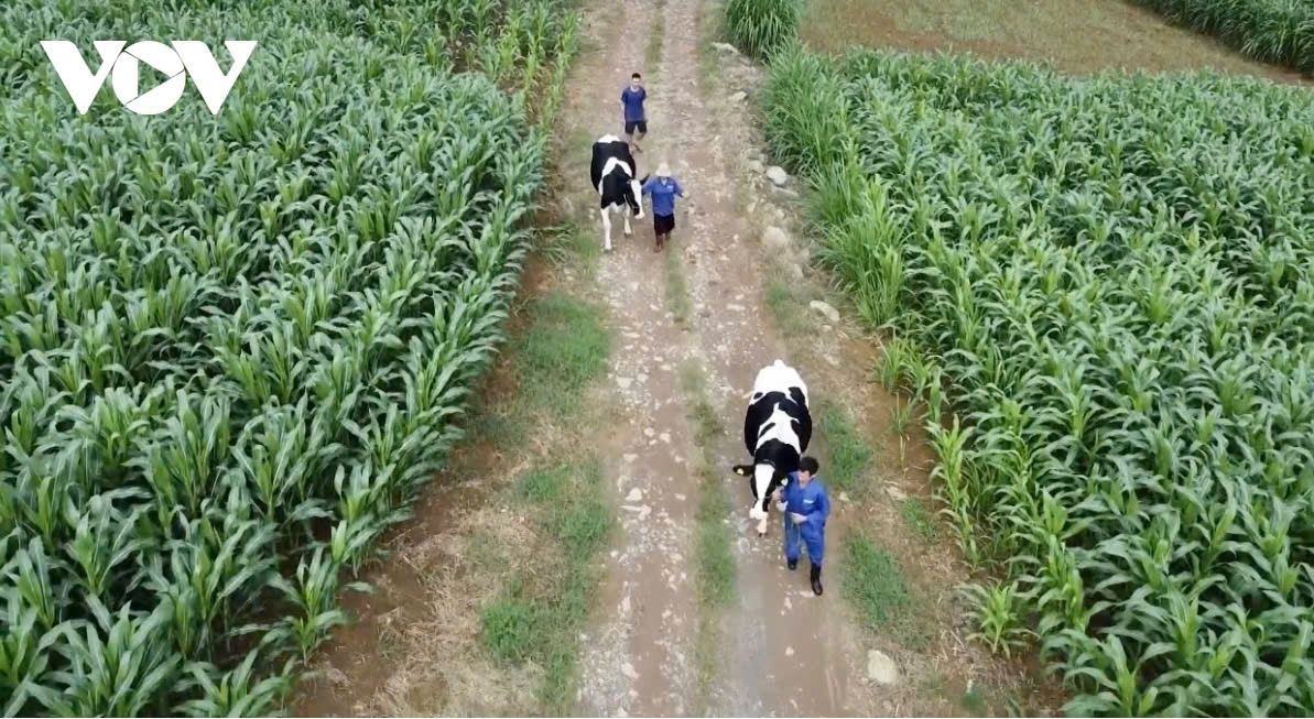 Mô hình trồng ngô sinh khối (ngô ủ chua) làm thức ăn cho đàn gia súc đang mang lại hiệu quả thiết thực tại Mộc Châu