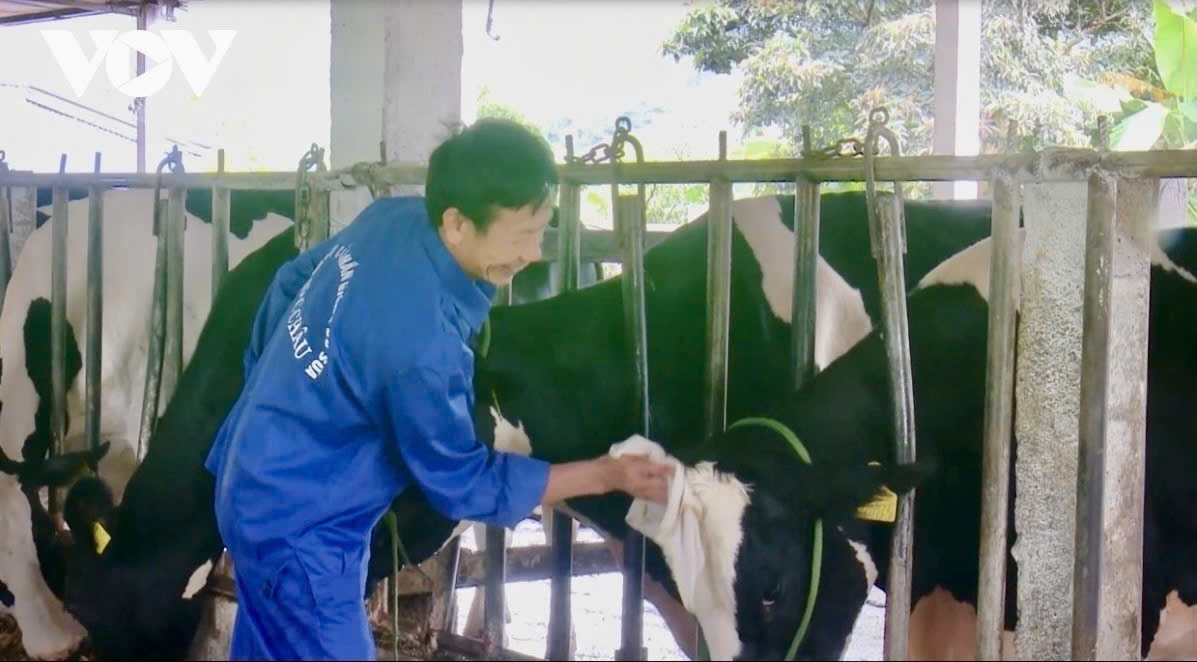 Nông dân Mộc Châu đã gắn bó với nghề chăn nuôi bò sữa từ hàng chục năm nay