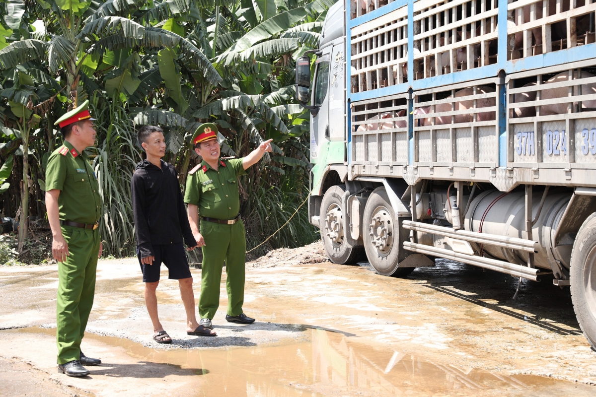 Xe tải chất đầy lợn nhiễm dịch. Ảnh: CAHT